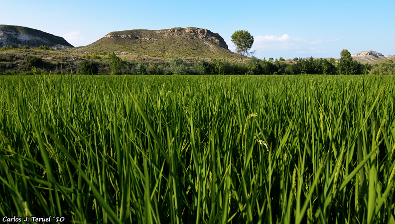 arroz-calasparra