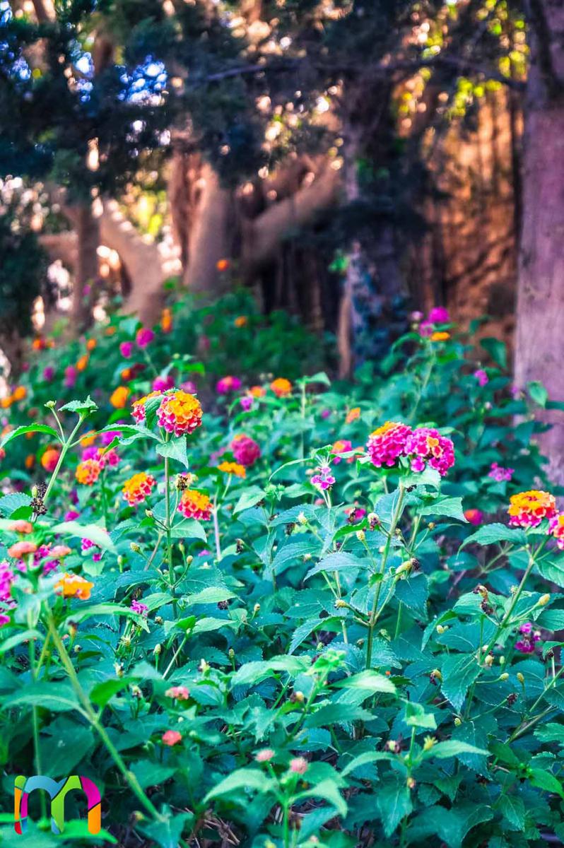 flores-parque-torres